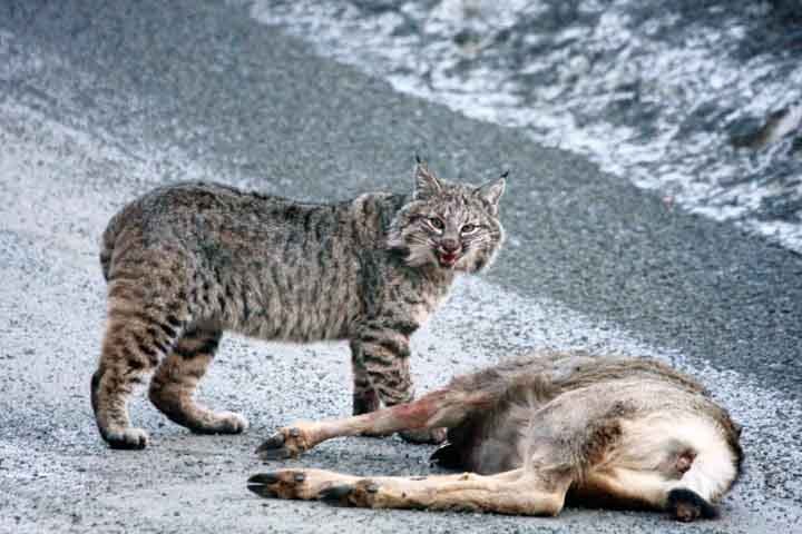 What Do Bobcats Eat? | Wolfcry