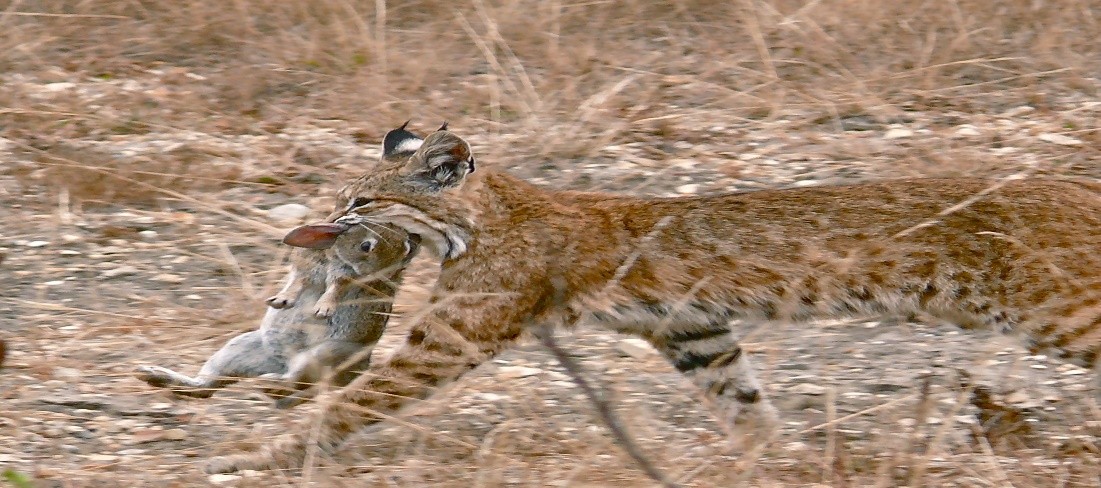 Photo Credit: https://upload.wikimedia.org/wikipedia/commons/e/ed/Bobcat_having_caught_a_rabbit.jpg