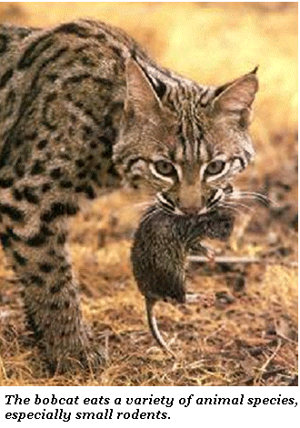 Photo Credit: http://www.dfwwildlife.org/bobcat1.gif