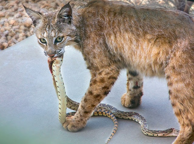 What Do Bobcats Eat? | Wolfcry