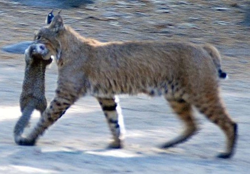 Photo Credit: http://www.seeyosemite.com/images/bobcat-carrying-squirrel.jpg